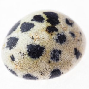 Dalmation stone